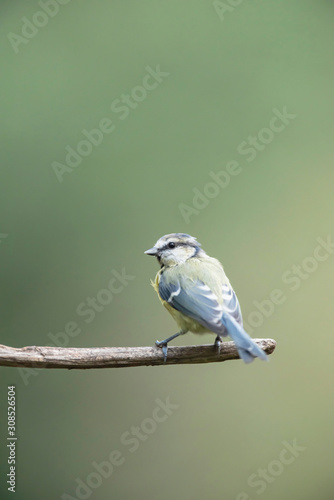 Blue tit on branch in forest.