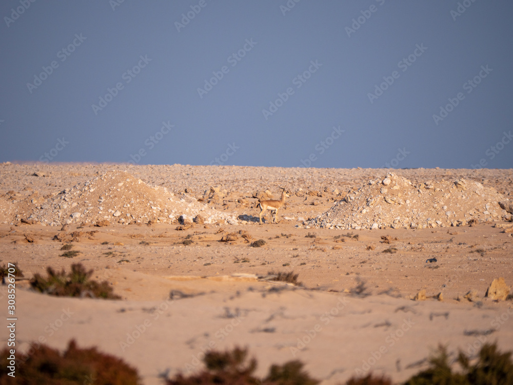 Arabian Sand Gazelle on Hawar Islands, Bahrain