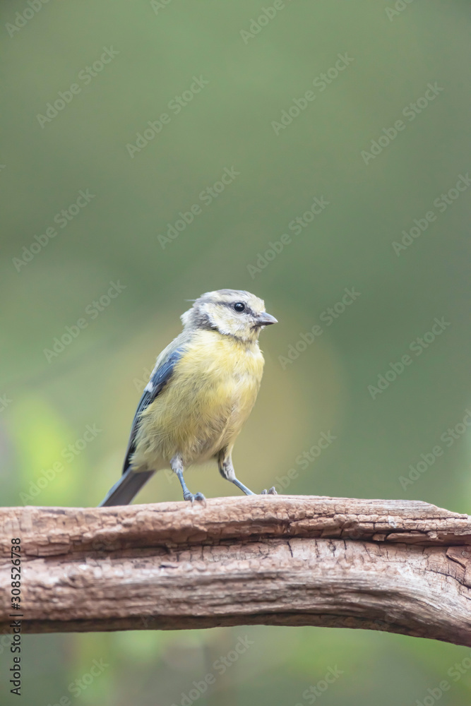 Fototapeta premium Juvenile blue tit on branch in summer forest.