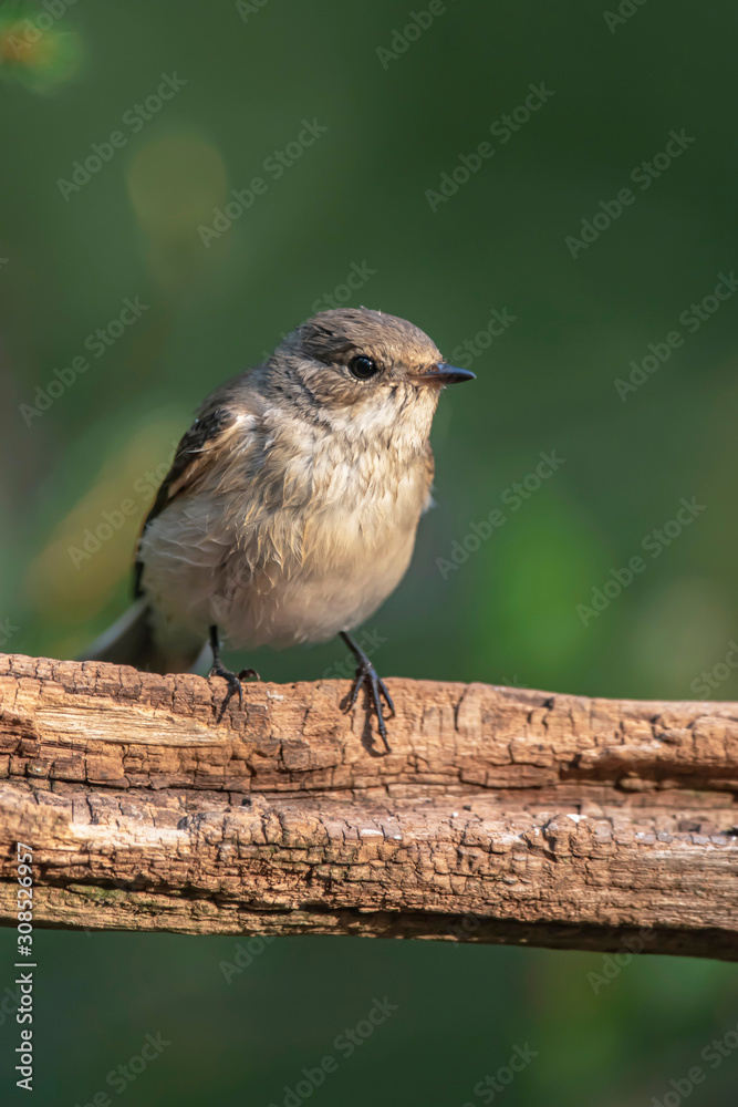Fototapeta premium Juvenile robin redbreast on branch in sunny summer forest.
