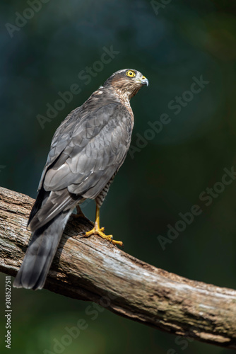 Sparrowhawk in branch in sunny summer forest. © ysbrandcosijn