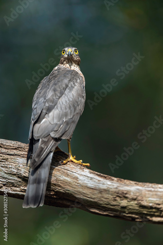 Sparrowhawk in branch in sunny summer forest.