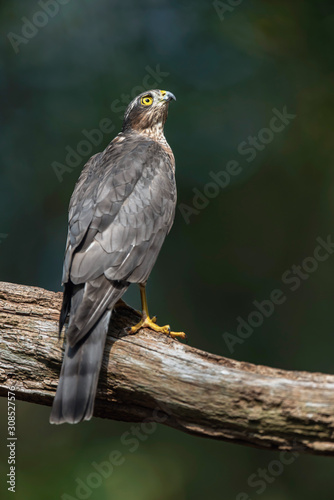 Sparrowhawk in branch in sunny summer forest.