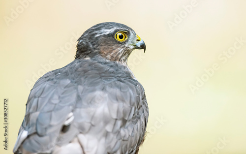 Side view portrait of sparrowhawk.
