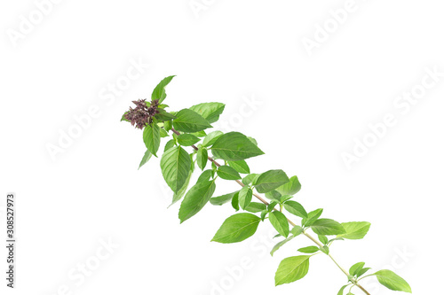  Basil leaf trunk floral limb with white background