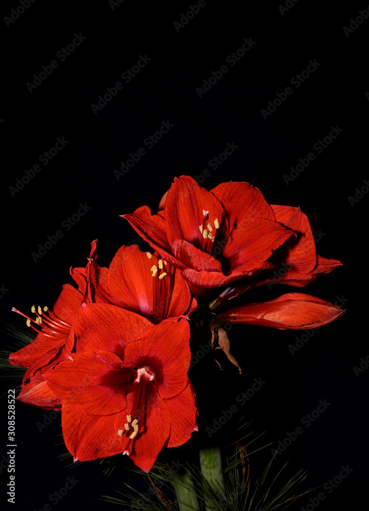 Fototapeta premium Bouquet of red Amaryllis (Amaryllidaceae), plant genus St. Joseph's lilies (Hippeastrum), in front of a dark background with space for text.