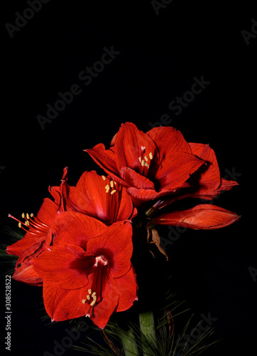 Bouquet of red Amaryllis (Amaryllidaceae), plant genus St. Joseph's lilies (Hippeastrum), in front of a dark background with space for text.