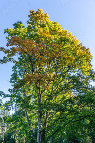 Tall Autumn Tree