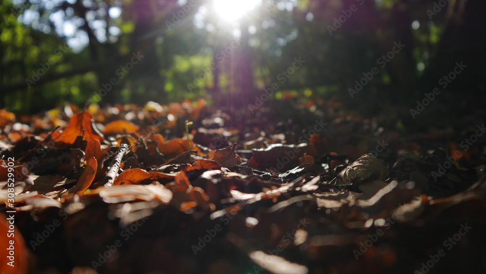 Obraz premium Herbstblätter