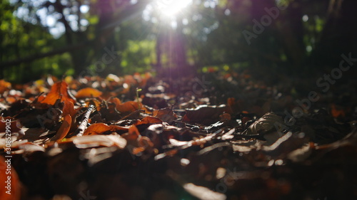 Herbstblätter