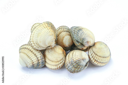 raw cockles in a white background