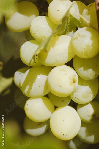 green homemade grapes on a branch