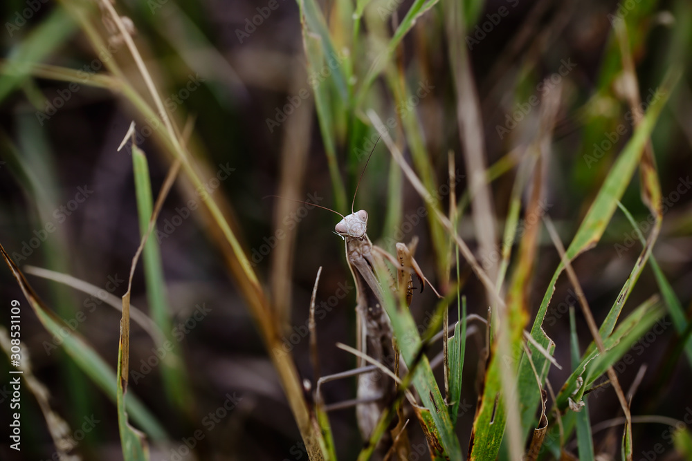 mantis is sitting on the grass in the park