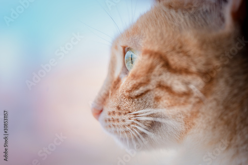 Gato mira a través de la ventana. macro objetivo © magui RF