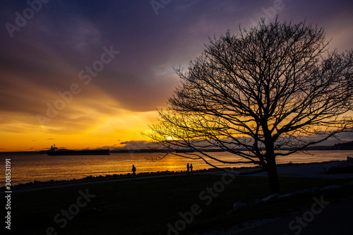 Sunset tree