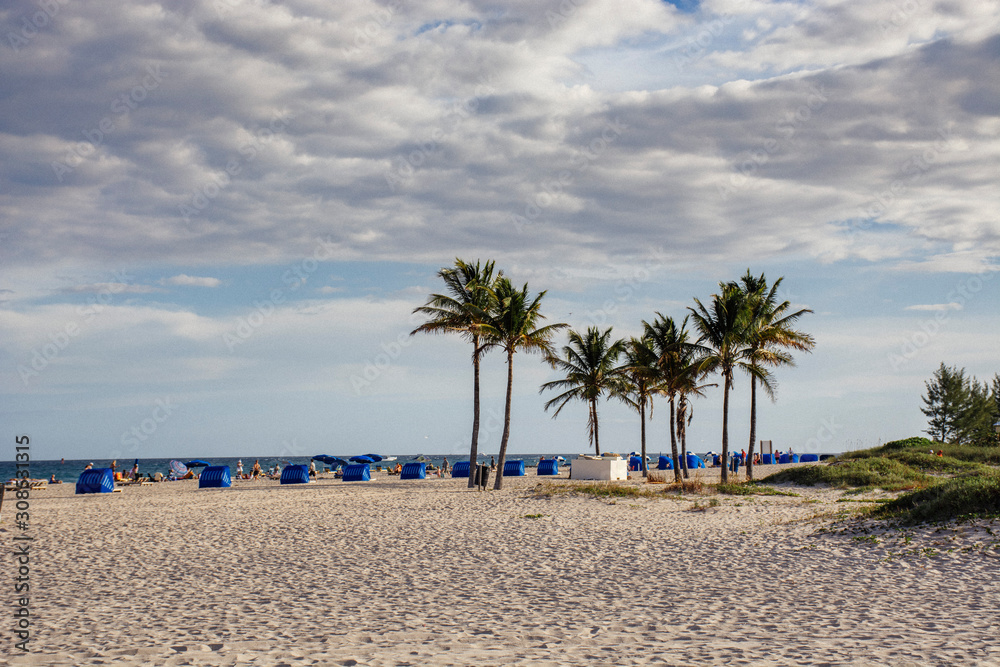 Obraz premium Beach Tree