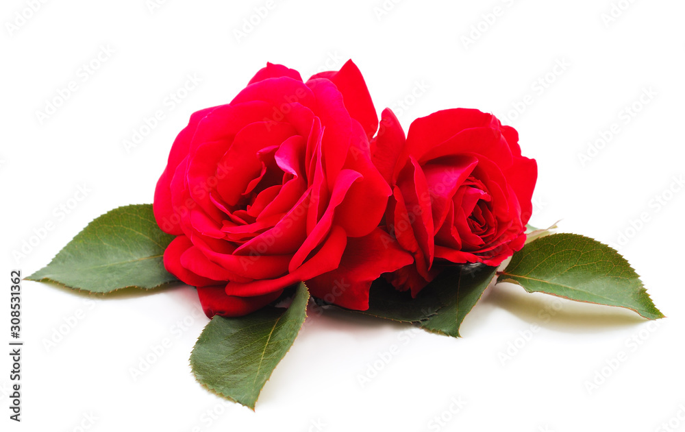 Beautiful red flowers. Beautiful red flowers.