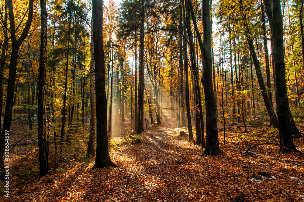 Obraz premium Sächsische Schweiz / Wald