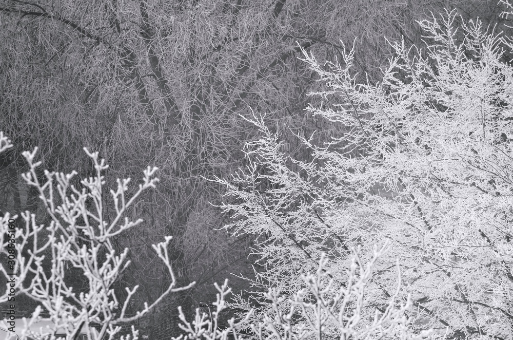 Winter landscape Winter landscape