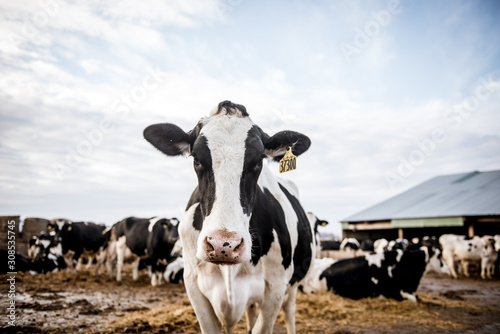 cow on farm photo