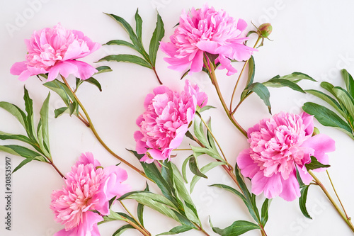 Flat lay pattern with pink peonies on a white background