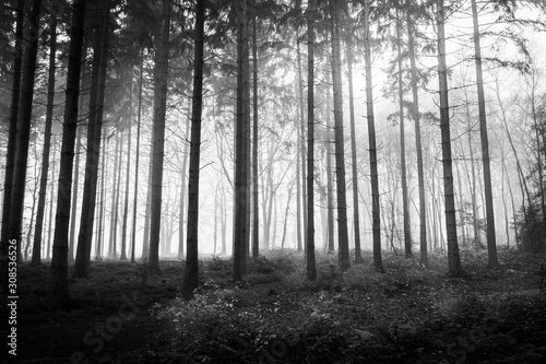 misty forest in fog