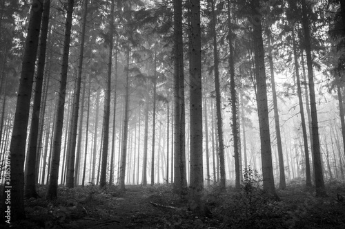 forest in fog