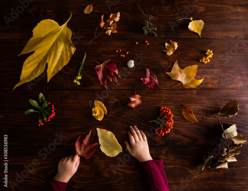 Collection of fall autumn leaves on wooden table with child's hands photo