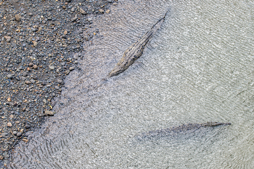Obraz premium Crocodiles resting at the riverbank in Costa Rica wildlife caiman