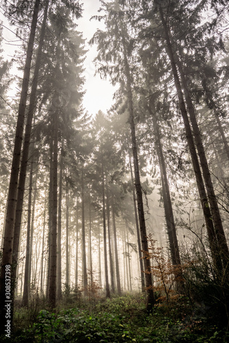 forest in fog