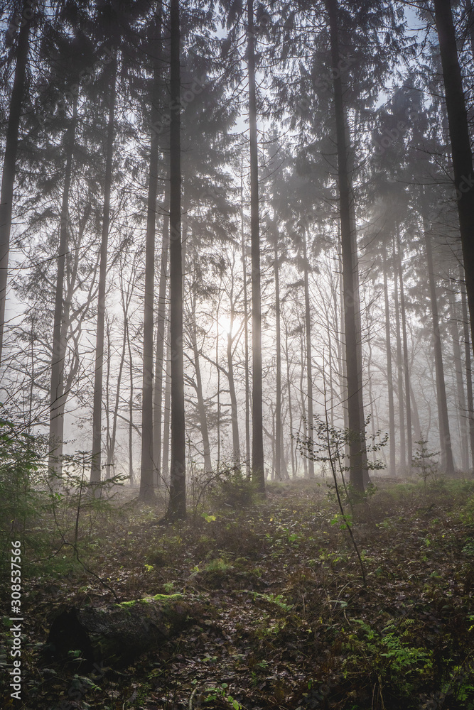 morning in the forest