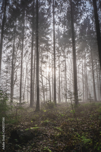 morning in the forest