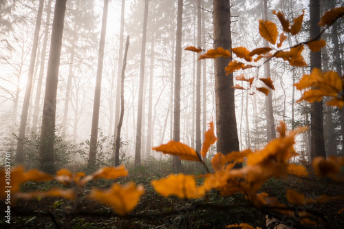 autumn leaves in forest