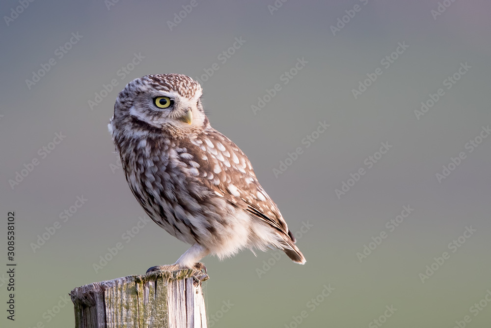 Little Owl Perched Little Owl Perched
