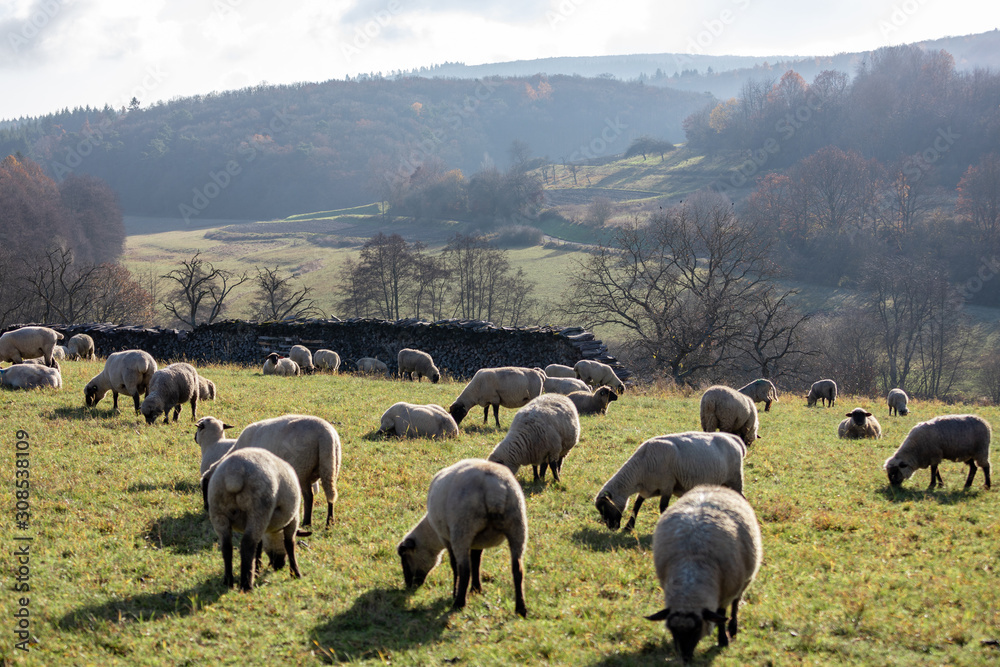 Fototapeta premium herd of sheeps in Germany - Taunus