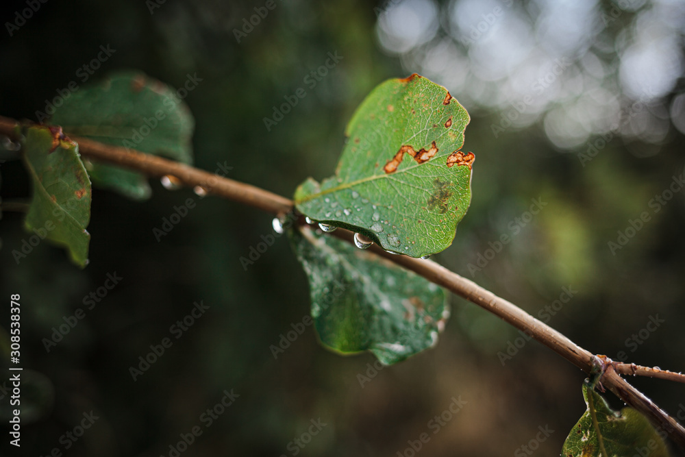 Naklejka premium Beautiful ackground with a branch after the rain, selective focus.