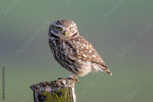 Photos Little Owl Perched