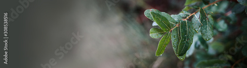 Beautiful background with a lush branch after the rain  banner format  place for text  selective focus