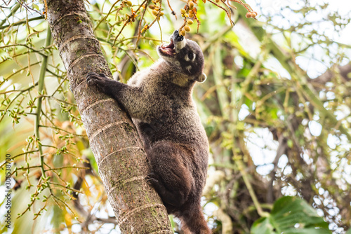 Coati (Nasua Nasua) (Coatimundis), Boca Tapada photo