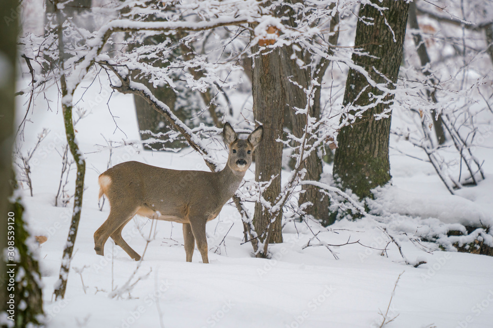 Winter landscape of a roe deer in the forest Winter landscape of a roe deer in the forest