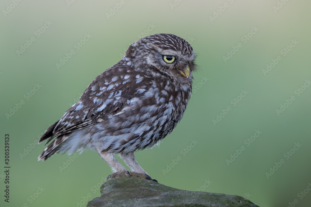 Little Owl Perched Little Owl Perched