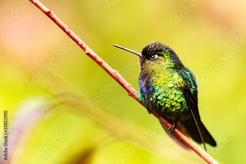 Fiery-throated Hummingbird (Panterpe insignis), San Gerardo de Dota photo