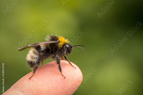Bombus norvegicus, a species of cuckoo bumblebee, male insect sitting on a human finger © Lillian