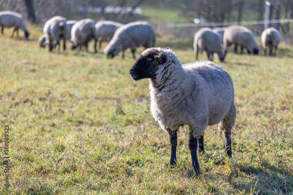 Fototapeta premium herd of sheeps eating on a pasturage