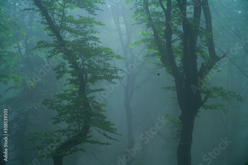 A foggy day in Hoia Baciu Forest  the most famous haunted forest in the world