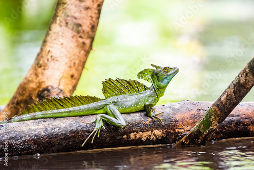 Common Basilisk (Jesus Christ Lizard) (Basiliscus Basiliscus), Tortuguero National Park, Limon Province photo