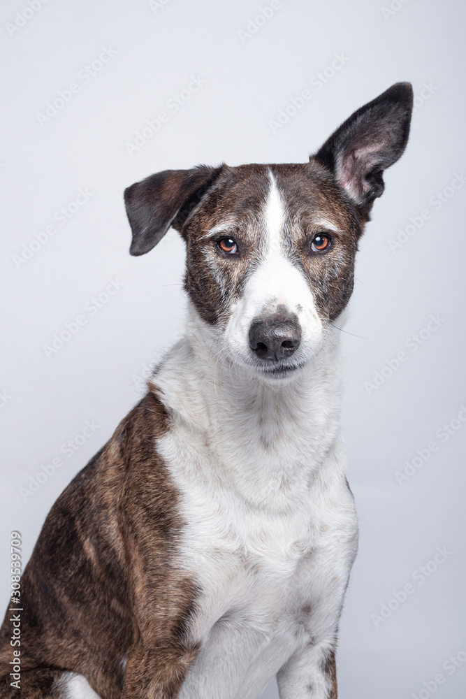 Portrait of dog of Podenco Ibizan breed looking at camera on white background. Portrait of dog of Podenco Ibizan breed looking at camera on white background.