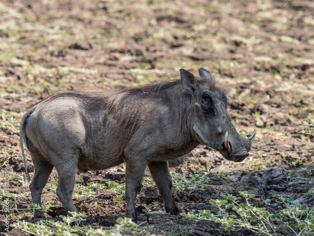 An adult male warthog (Phacochoerus africanus), South Luangwa National Park, Zambia An adult male warthog (Phacochoerus africanus), South Luangwa National Park, Zambia