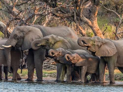 A herd of African bush elephants (Loxodonta africana) on the upper Zambezi River, Mosi-oa-Tunya National Park