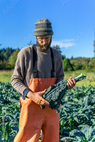 Farmer is collecting organic italian kale for the market photo